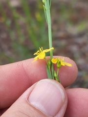 Linum neomexicanum