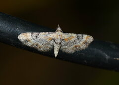 Eupithecia mirificata