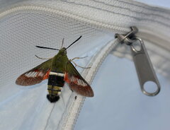 Hemaris ducalis