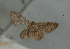 Idaea zoferata