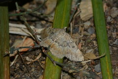 Gnophos lineolaria