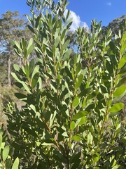 Persoonia lanceolata