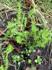 Glomeratae