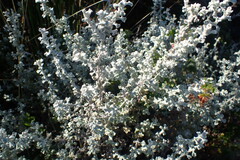 Eriocephalus racemosus