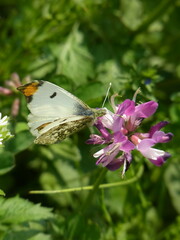 Anthocharis scolymus