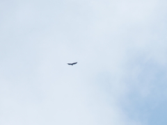 Spilornis cheela