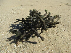 Haliclona cymaeformis