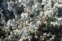 Eriocephalus racemosus