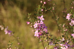 Boronia glabra