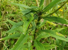 Neolasioptera convolvuli