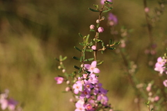 Boronia glabra