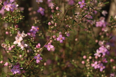 Boronia glabra