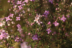 Boronia glabra