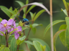 Xylocopa caerulea