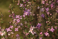 Boronia glabra