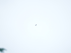 Spilornis cheela