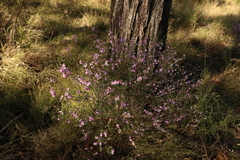 Boronia glabra