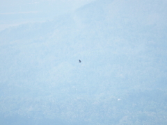Spilornis cheela