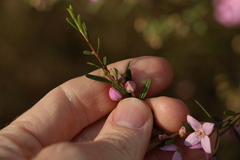 Boronia glabra