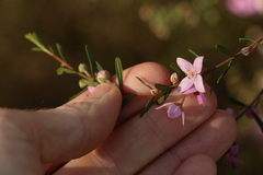 Boronia glabra