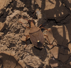 Poecilometis borealis