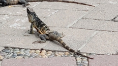 Ctenosaura pectinata