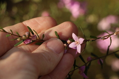 Boronia glabra