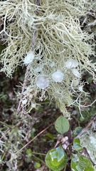 Usnea ciliifera