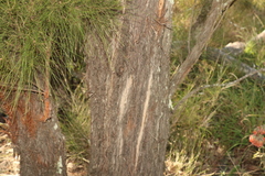Allocasuarina inophloia