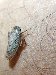 Curtara insularis