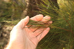 Allocasuarina inophloia