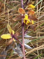 Eulophia parviflora image