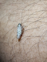 Curtara insularis