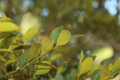 Psydrax odorata odorata