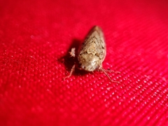 Curtara insularis