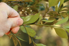 Psydrax odorata odorata