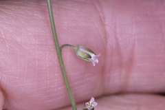 Pennellia micrantha