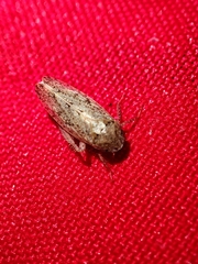 Curtara insularis