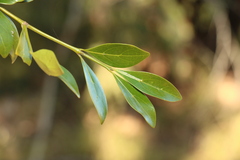 Psydrax odorata odorata