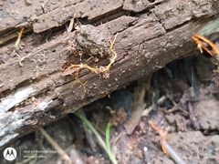 Hydnophlebia
