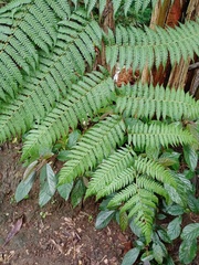 Sphaeropteris glauca