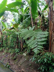 Sphaeropteris glauca