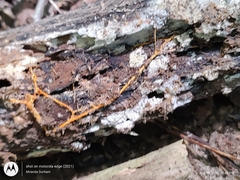 Hydnophlebia