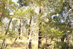 Psydrax odorata odorata