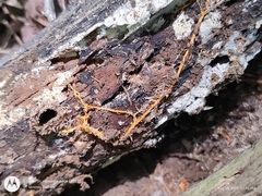 Hydnophlebia