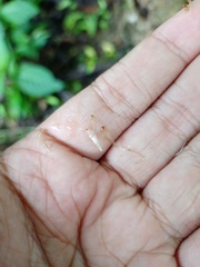 Sphaeropteris glauca