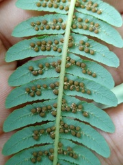 Sphaeropteris glauca