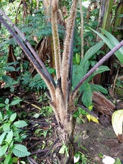 Sphaeropteris glauca