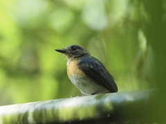 Cyornis sumatrensis