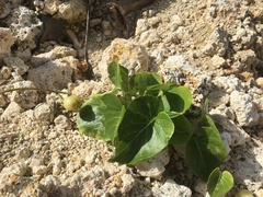 Ipomoea violacea